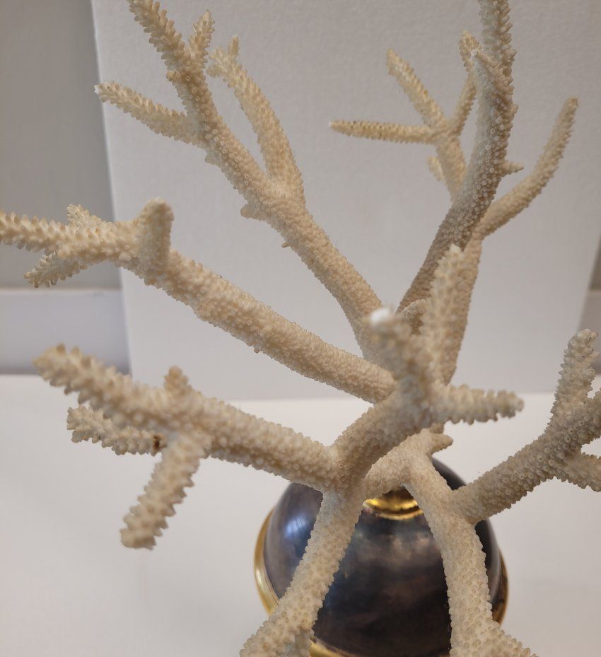 Fósil de coral blanco, peana de madera, 70´s – Italia