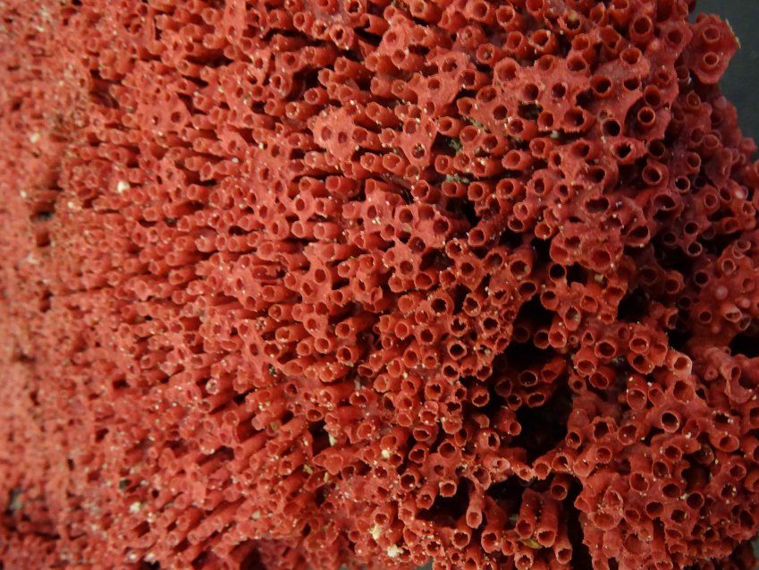 Gran Coral "tubo de órgano"