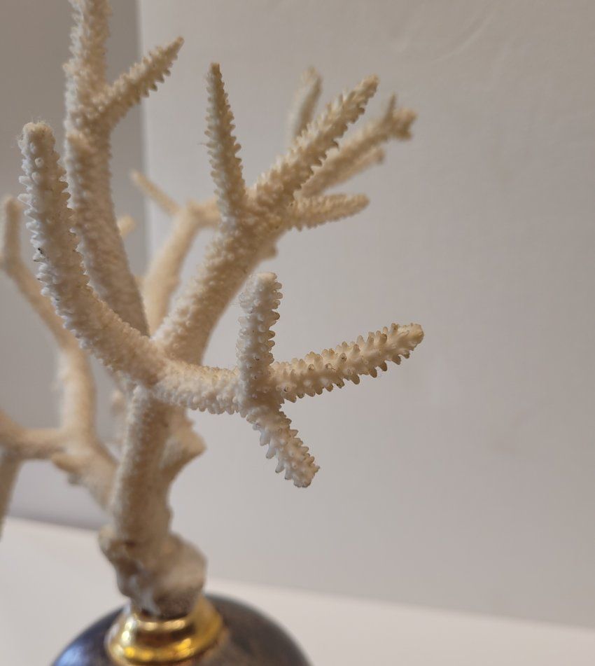 Fósil de coral blanco, peana de madera, 70´s – Italia