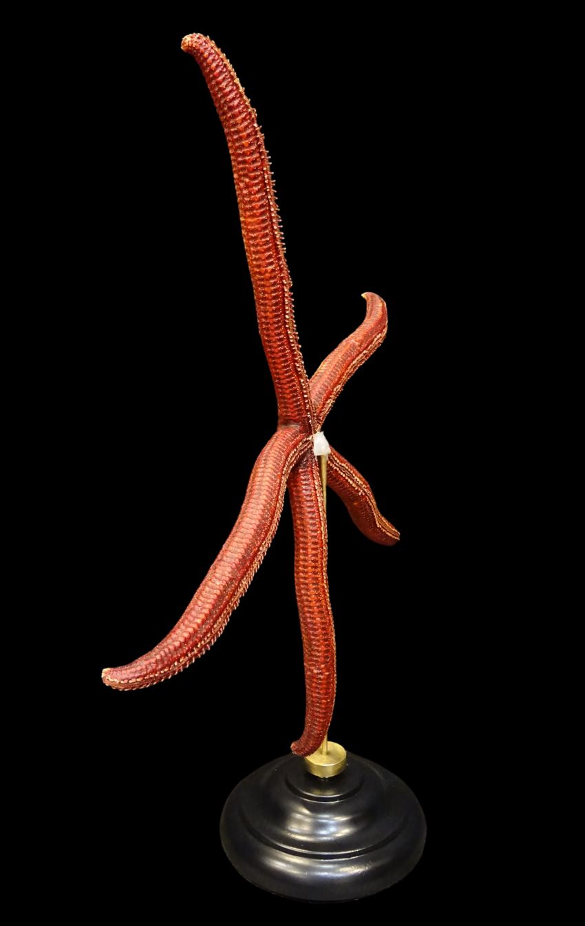 Estrella de mar "Ophidiaster Ophidianus"